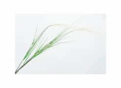 Decoratietak Grasspriet H122cm