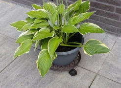 Plantenroller Ø29,3cm